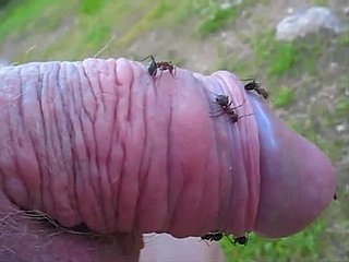 Peculiar kerel steekt zijn kleine pik in een mierenhoop en geniet ervan